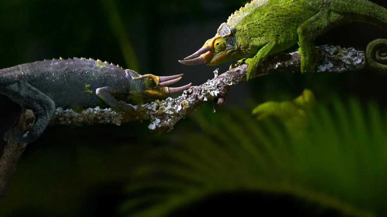 Règne animal, les jeux de l'amour backdrop