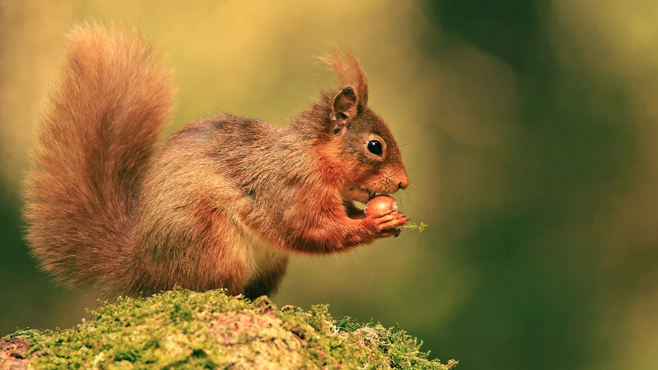 Cumbrian Red: Saving Our Red Squirrels backdrop
