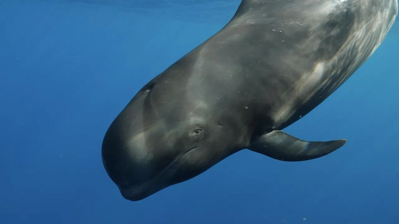 Nika, el calderón tropical backdrop