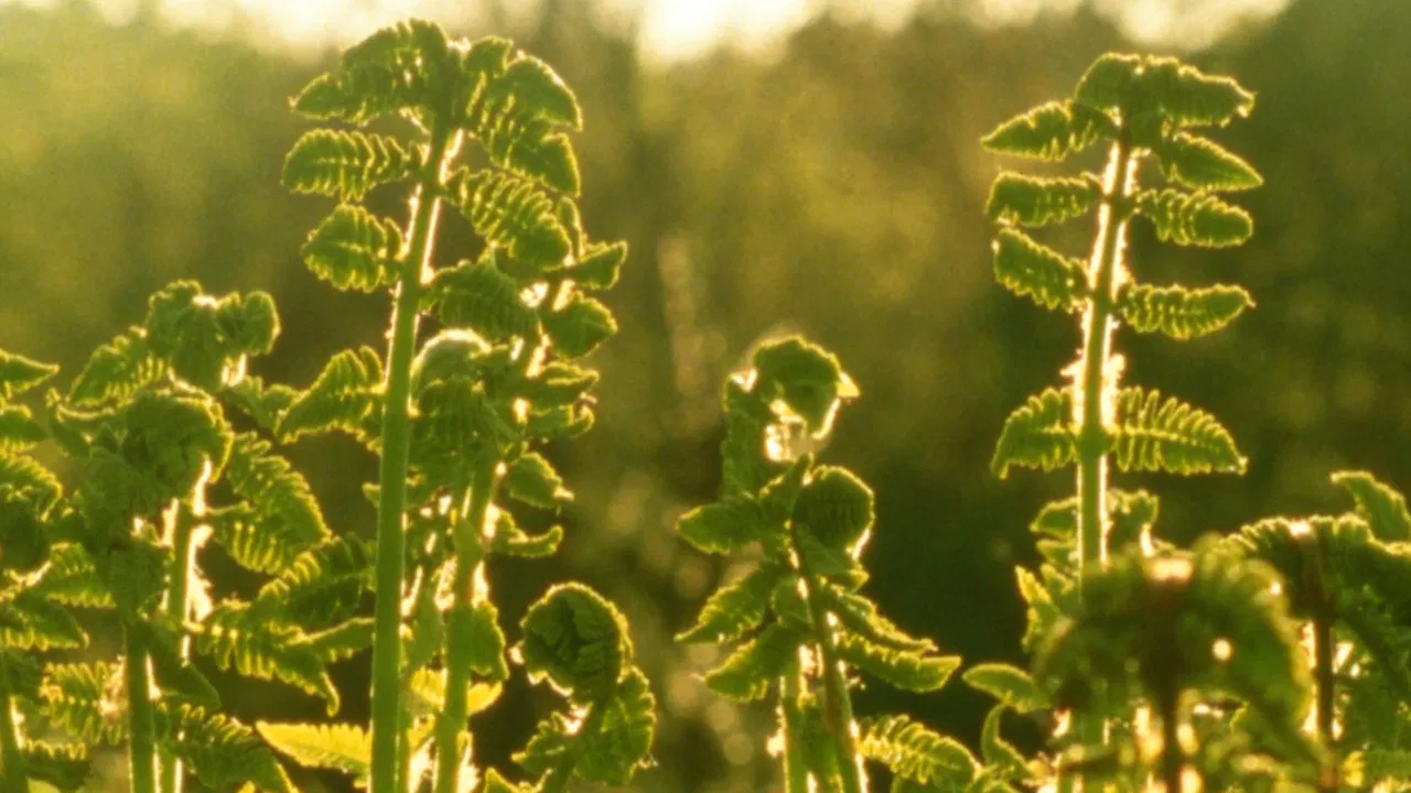 Spring Sunset backdrop