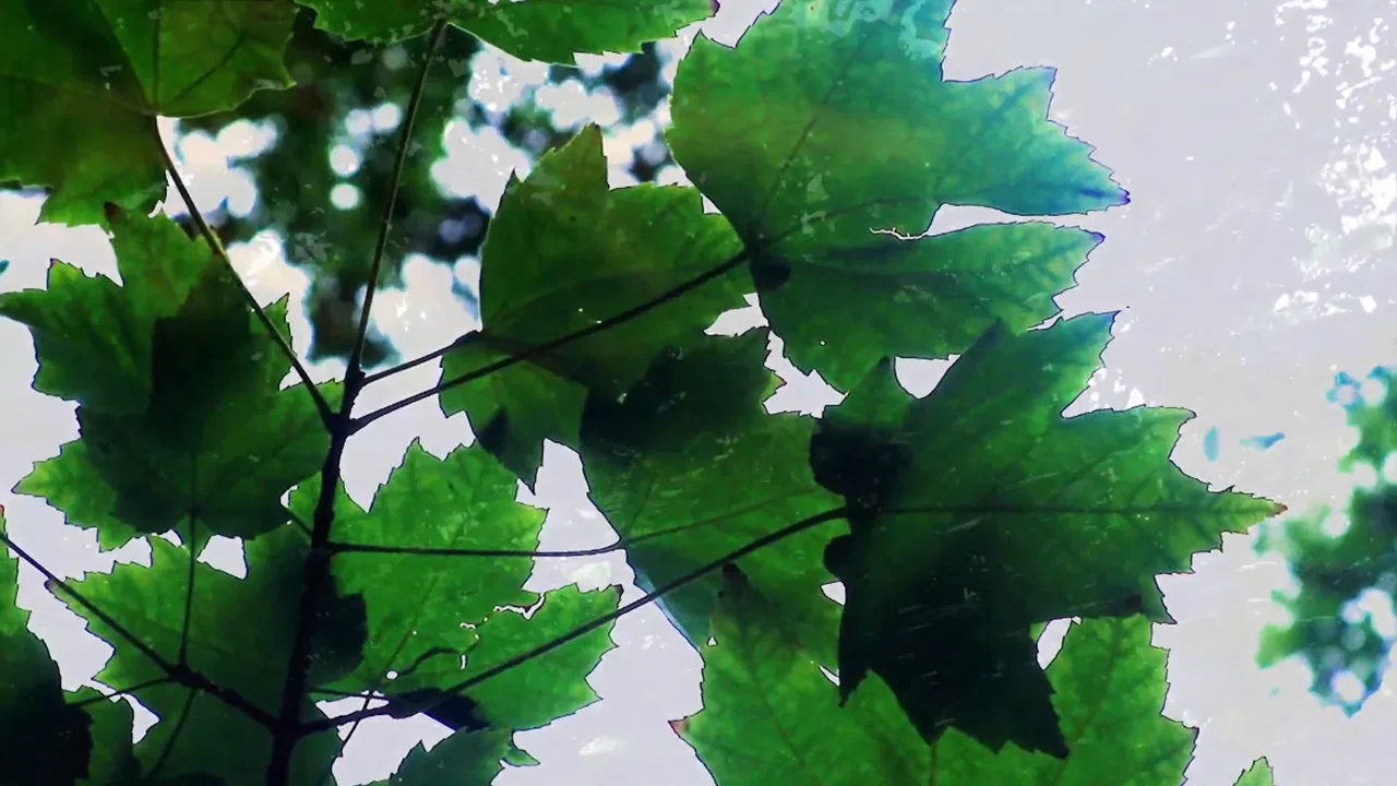 Reflections of Nature backdrop