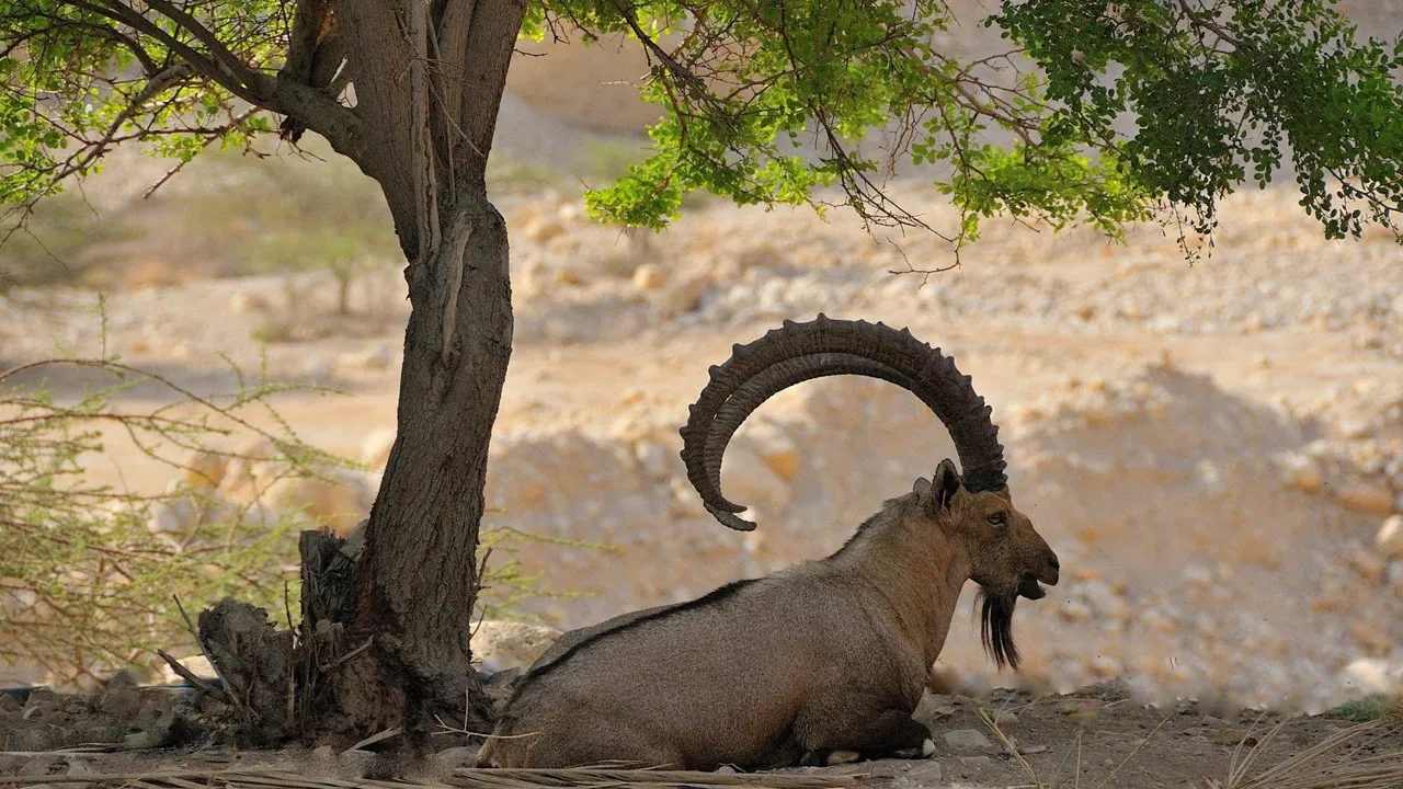 Land of Genesis backdrop