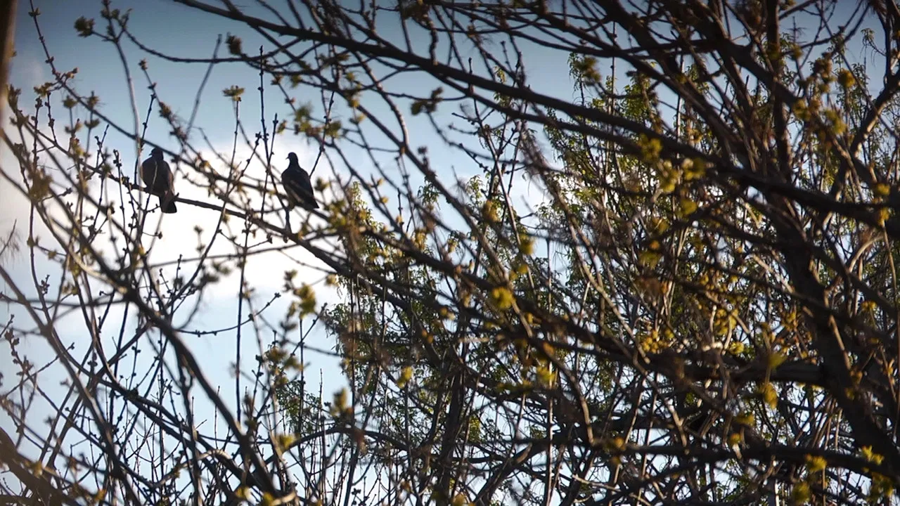 Not Even the Flowers backdrop