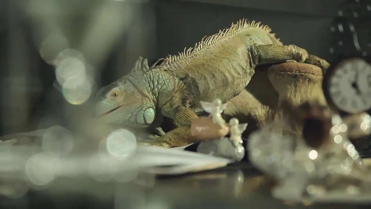 Who Will Be My Husband? backdrop