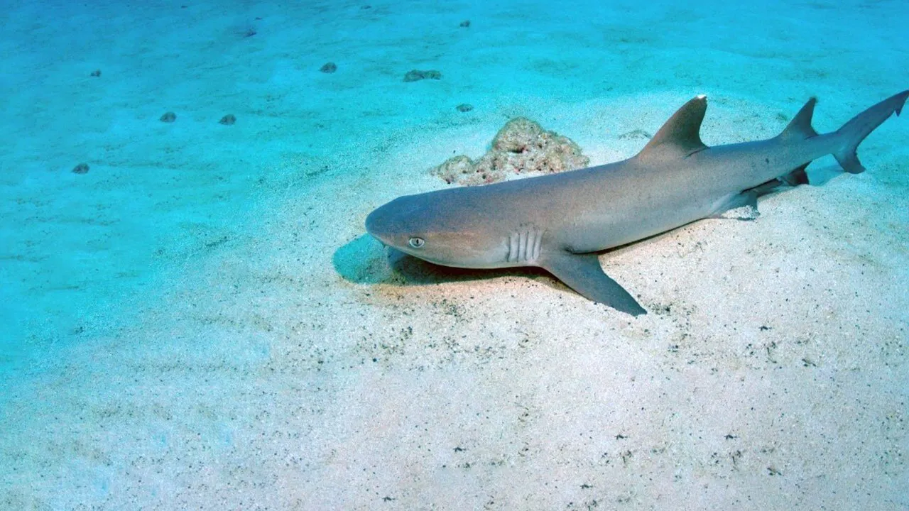 Shark Island backdrop