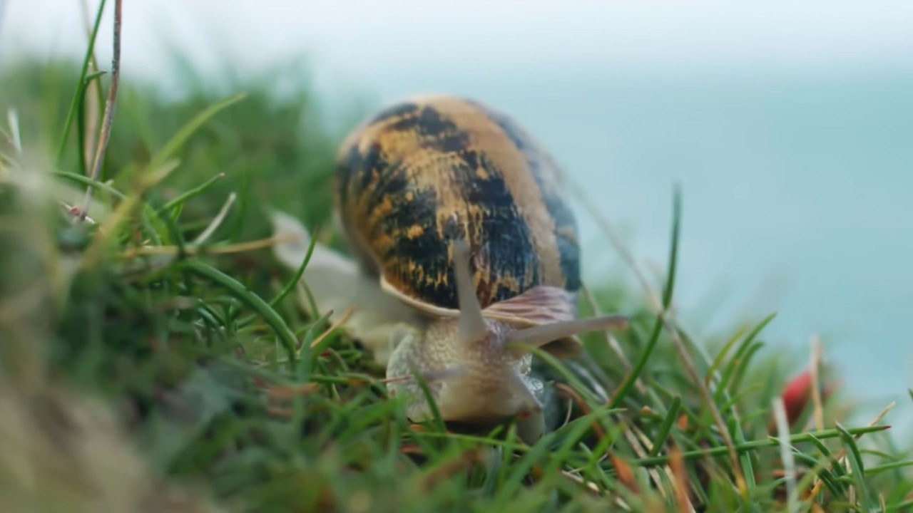 Escargots, le grand voyage du petit-gris backdrop