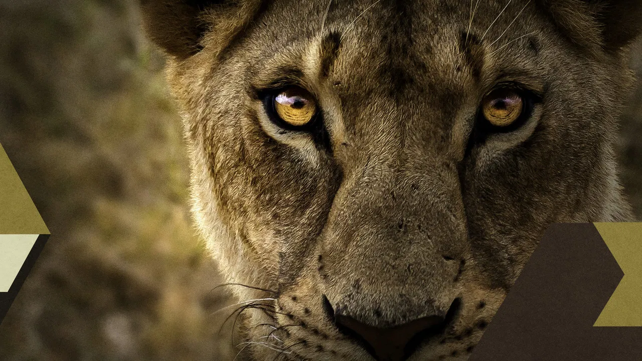 Malika the Lion Queen backdrop