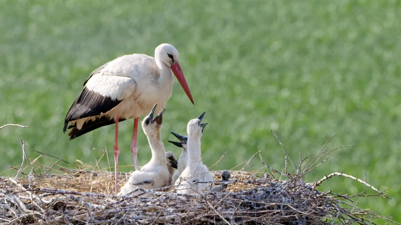 Ptačí rodinky backdrop