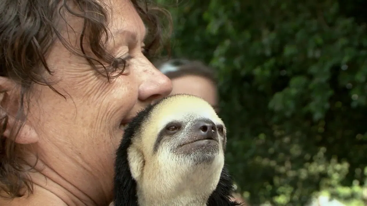 D’une jungle à l’autre backdrop