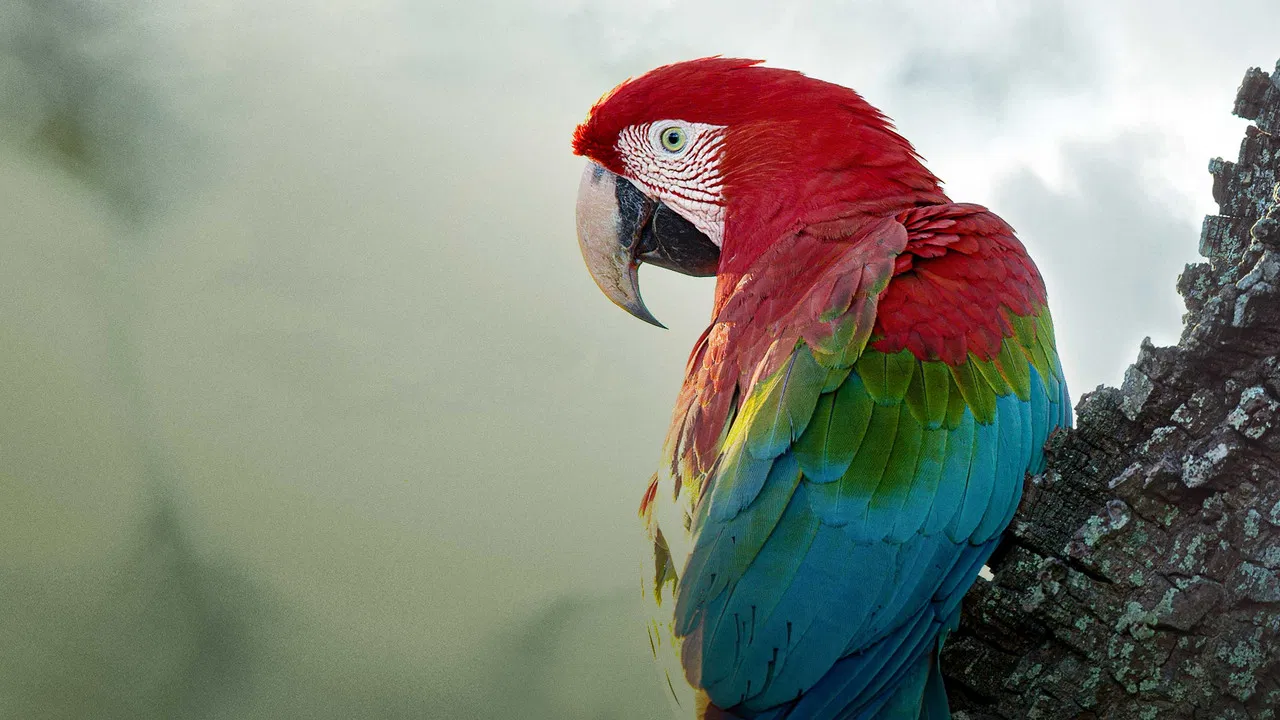 Brazil Untamed backdrop