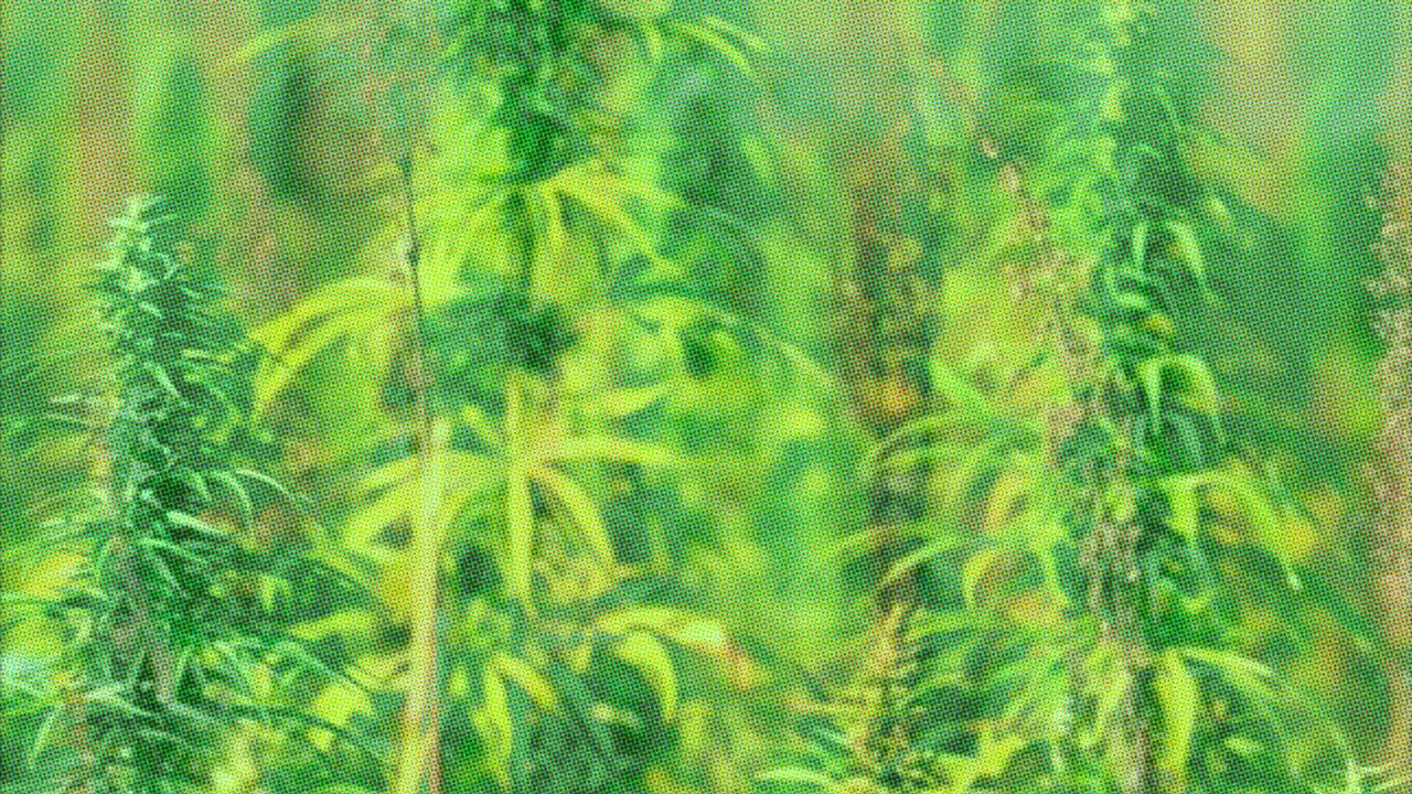 Verão-da-Lata na Era Paleozoica backdrop