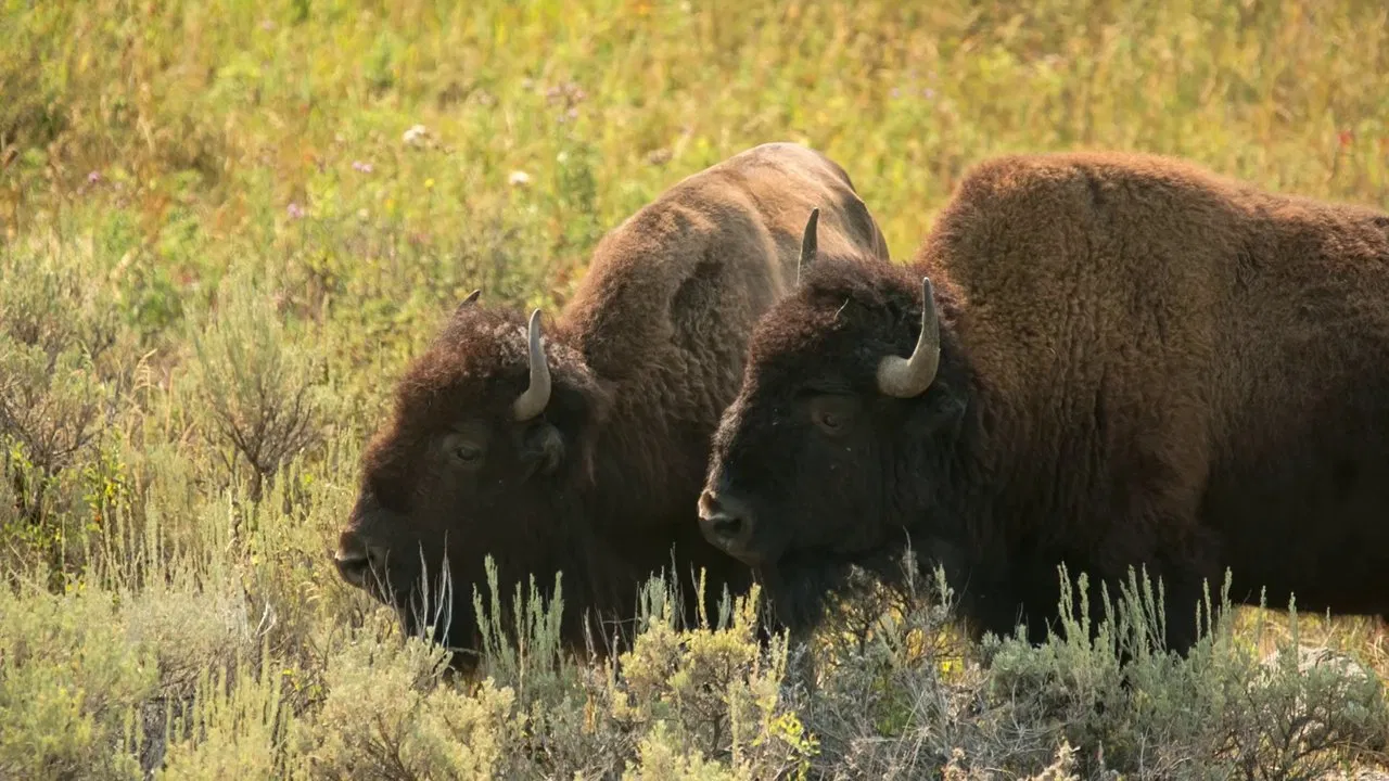 Silencing the Thunder backdrop