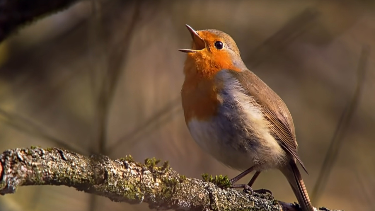 Springtime Stories backdrop