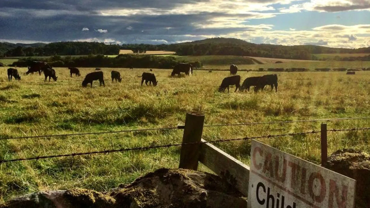 Look Back In Angus backdrop