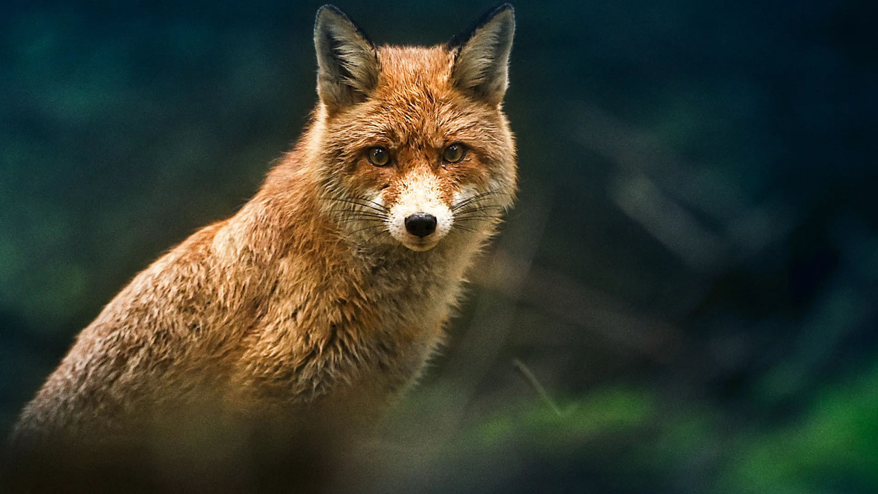 Vilde vidunderlige dyr backdrop