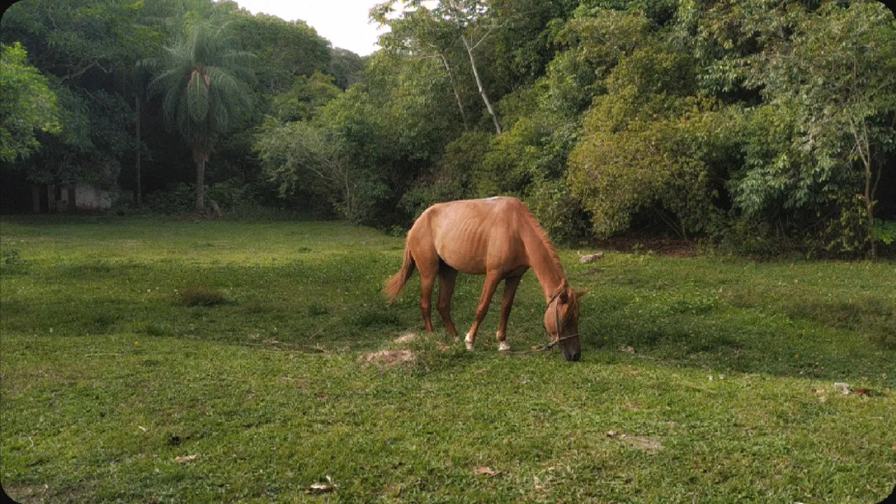 A horse looked at the sky with hope of escape backdrop