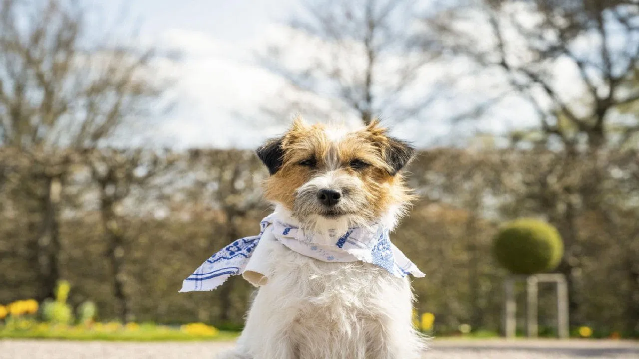 Zitterinchen backdrop