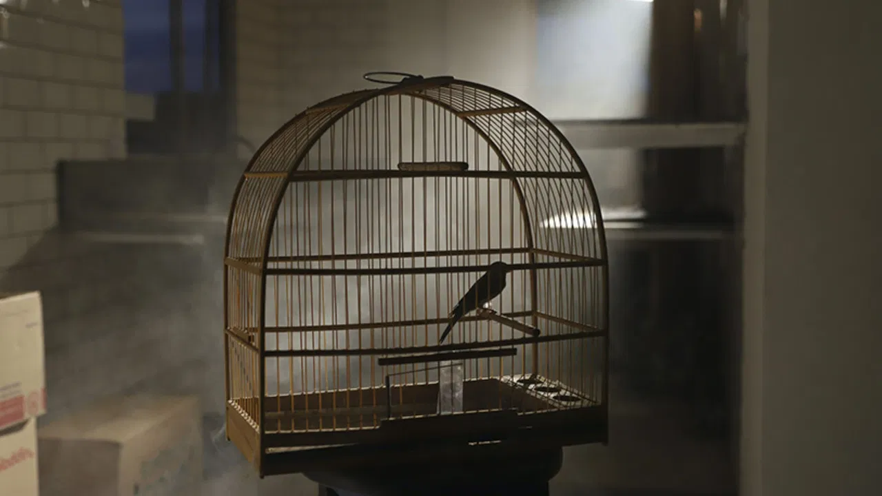 Cantô Meu Alvará backdrop