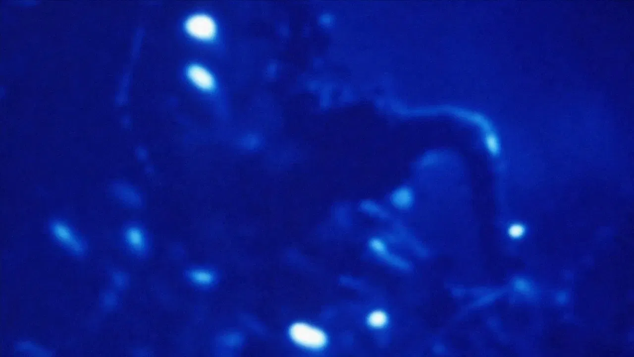 Morphology of a Dream backdrop