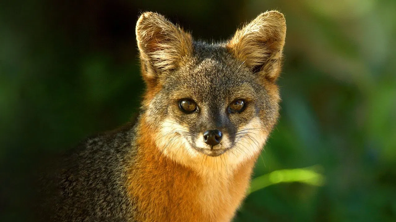 America's National Parks backdrop