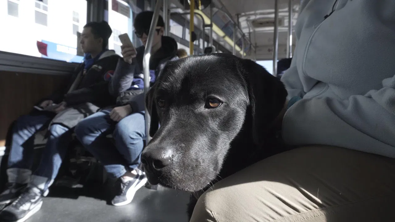 Pick of the Litter backdrop