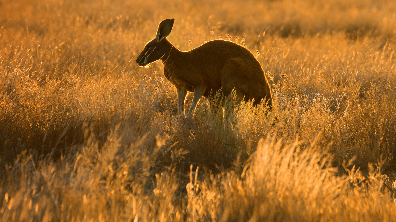 Wild Australia backdrop