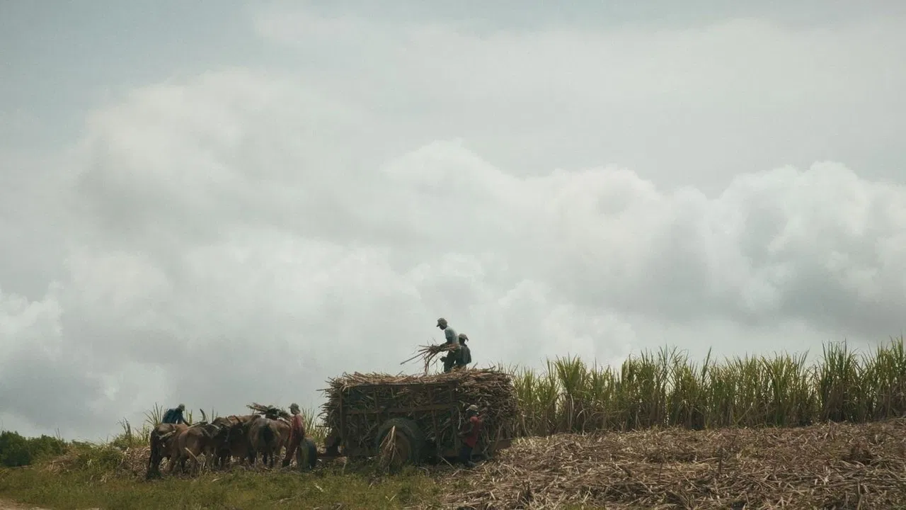 Le sucre, pour la douceur et pour le pire backdrop