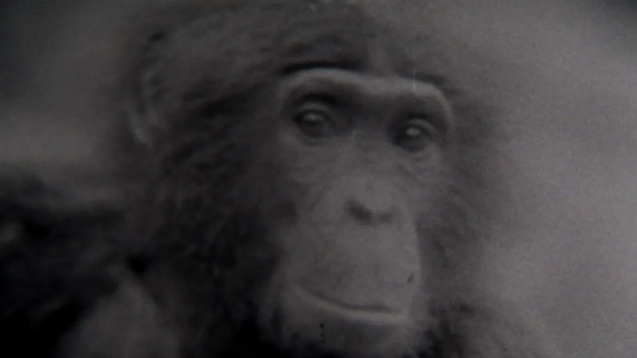 Second Nature backdrop