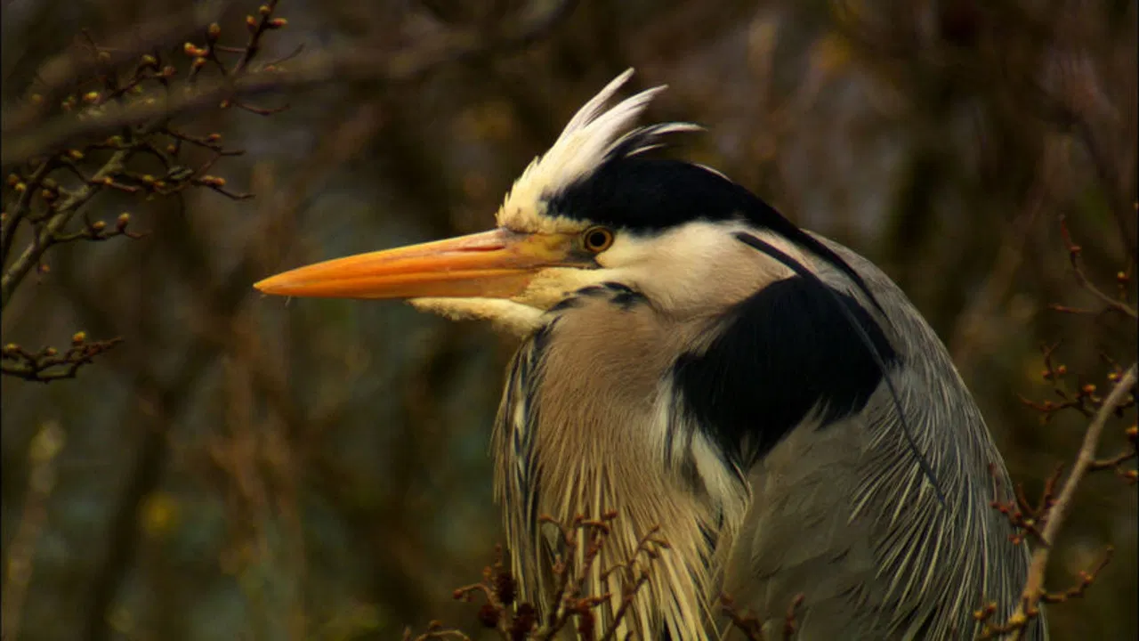 Iolo's Secret Life of Birds backdrop
