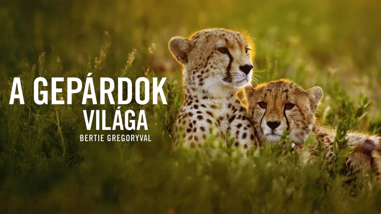 Cheetahs Up Close with Bertie Gregory backdrop