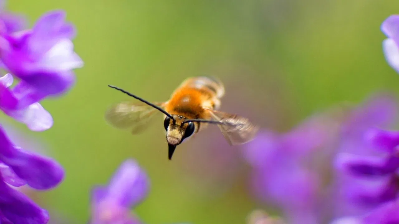 Biene Majas wilde Schwestern backdrop