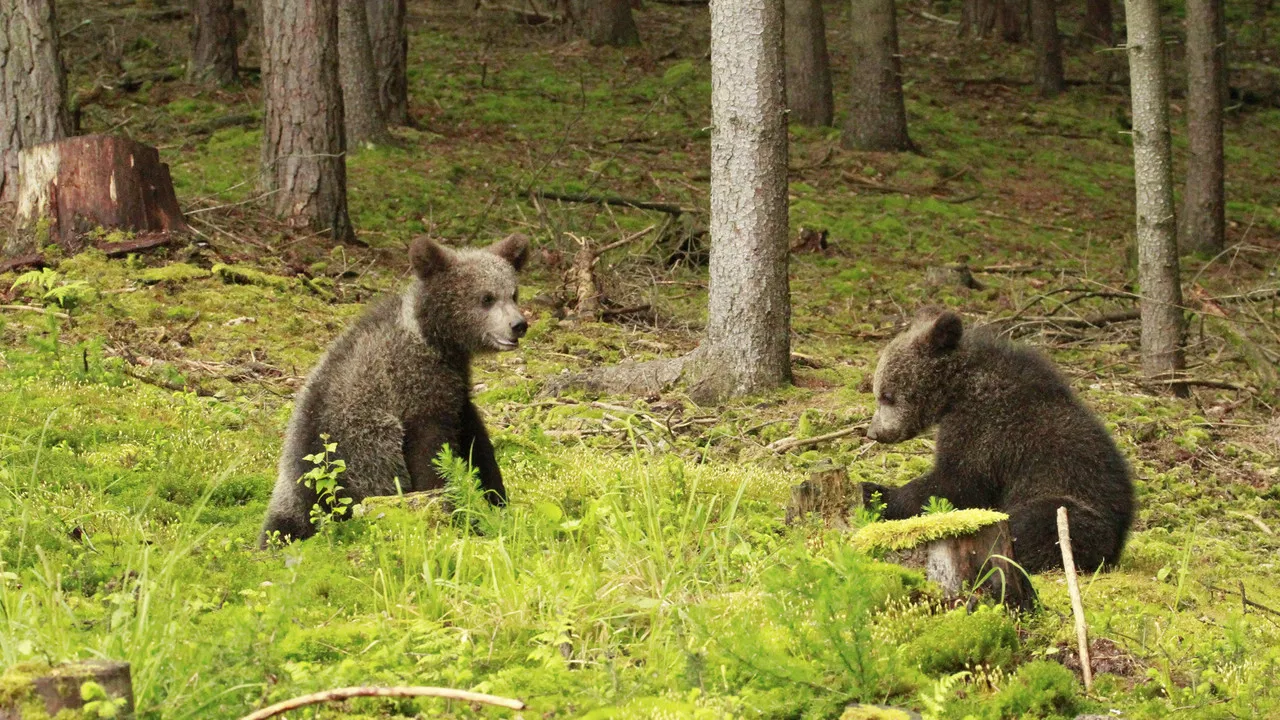 Beary Tales backdrop