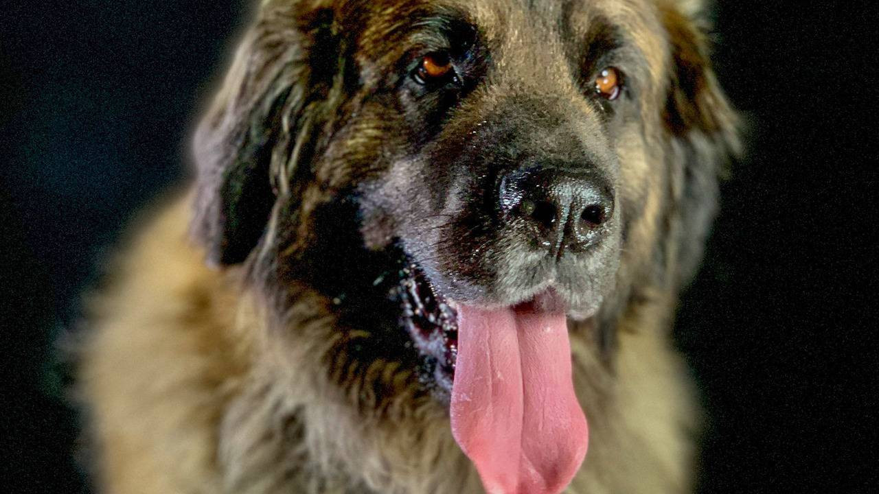 How dogs conquered the world backdrop