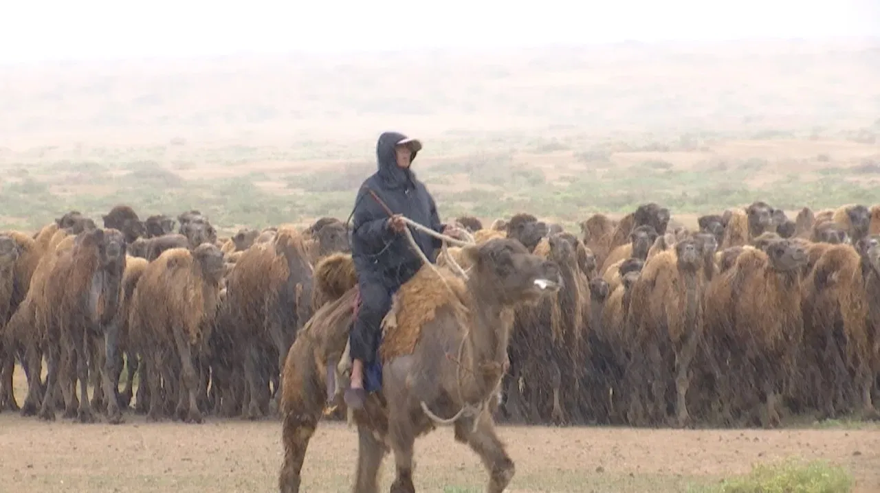 The Disappearing Camel Caravan backdrop