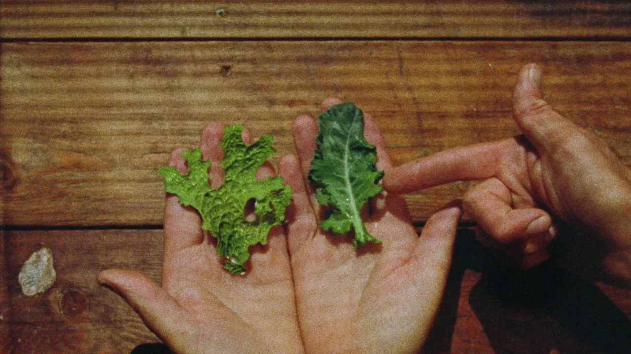 Lichens Are The Way backdrop