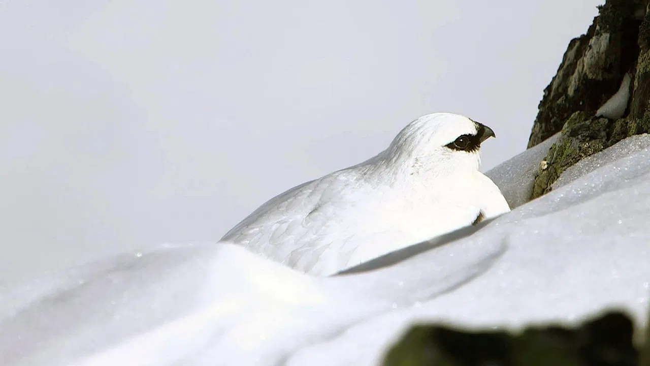 Winter in den Schweizer Alpen backdrop