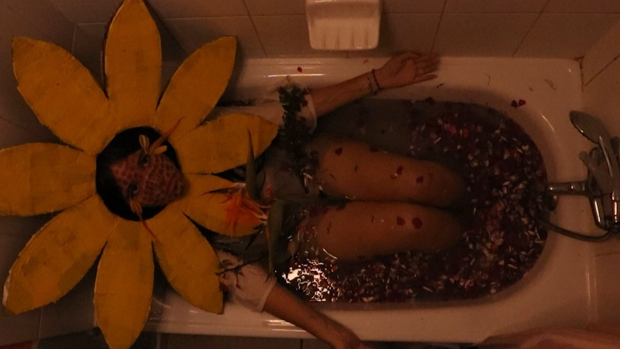 te de girasol backdrop