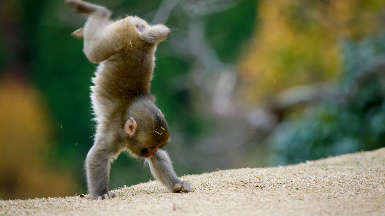 Animals at Play backdrop