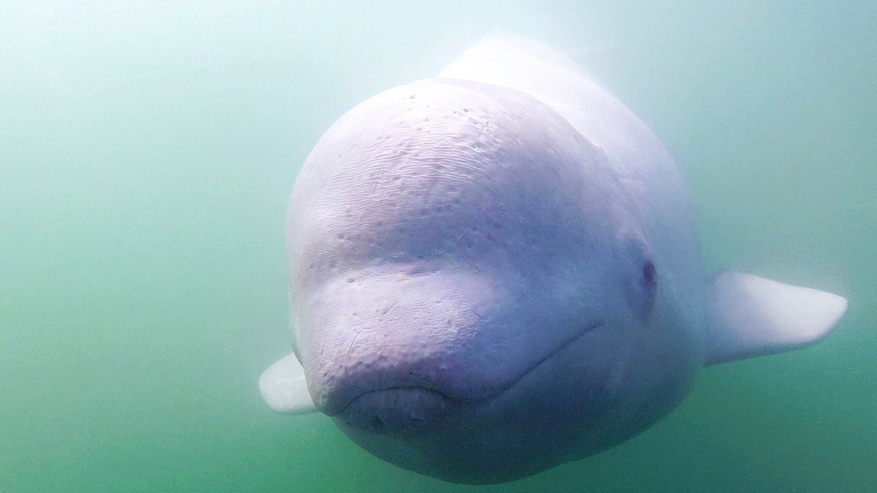 Call of the Baby Beluga backdrop