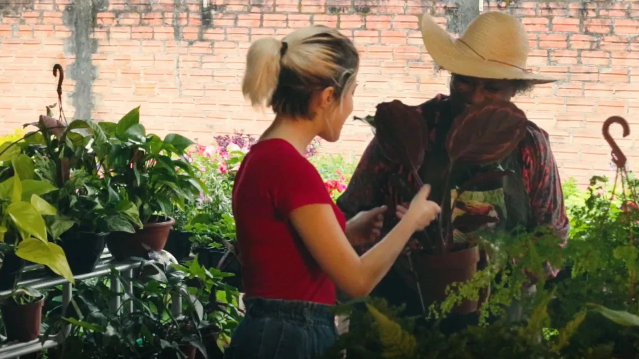 Intercorrência backdrop