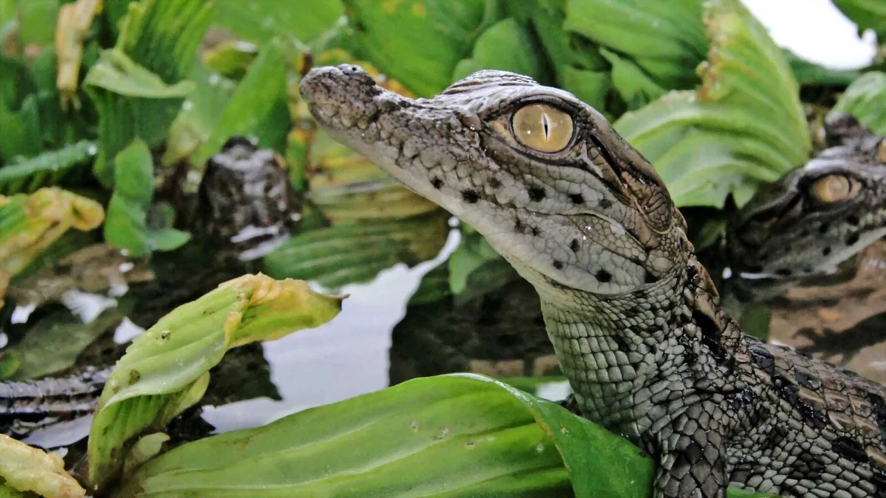Battle of the Swamp Dragons backdrop