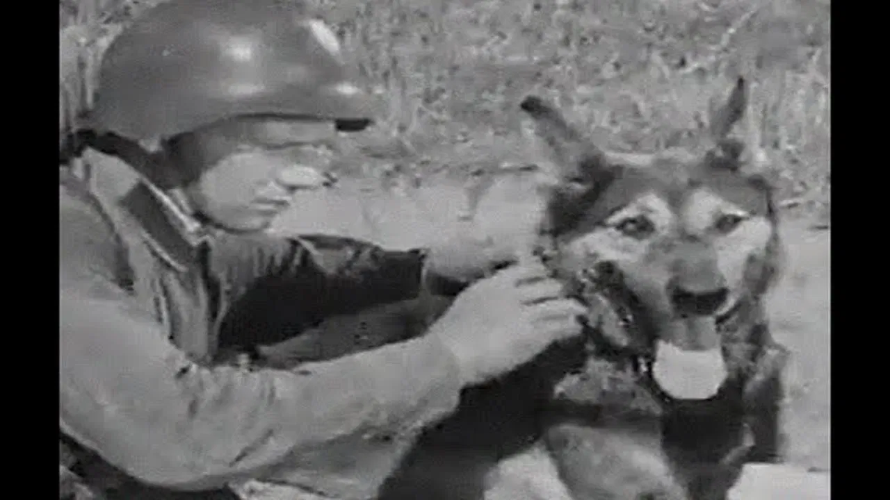 Dog in war backdrop
