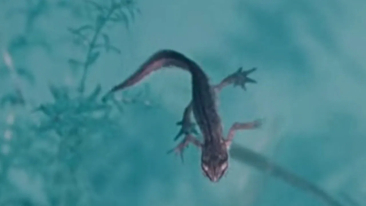 Life and Death in A Pond backdrop