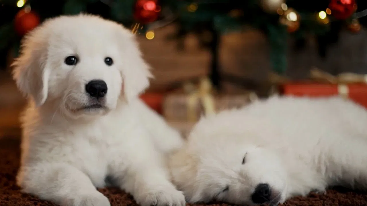 Christmas Puppies backdrop