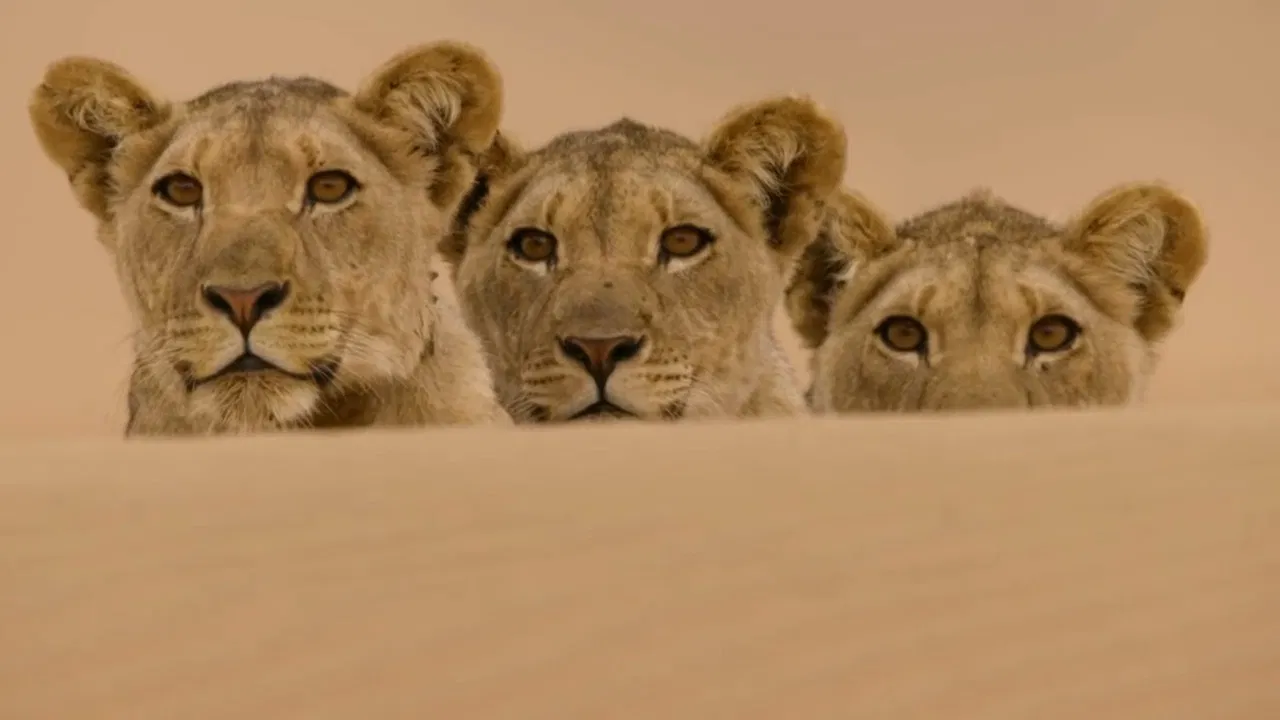 Desert Lions of the Namib - Departure and Return backdrop
