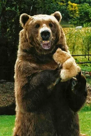 Bart the Bear photo