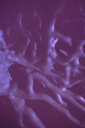 Sílvia das Fadas photo