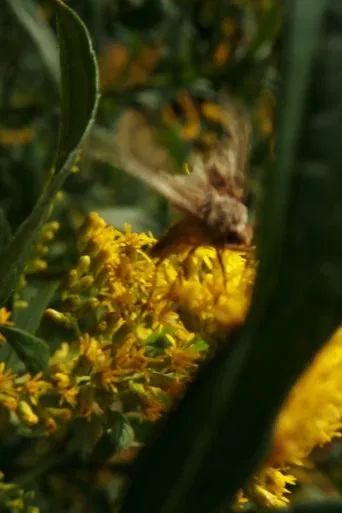 You are new November, old in eternal change poster