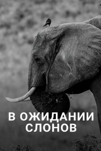 En attendant les éléphants poster