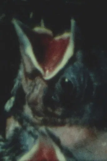 Anything is Everything poster